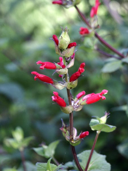 Salvia holwayi