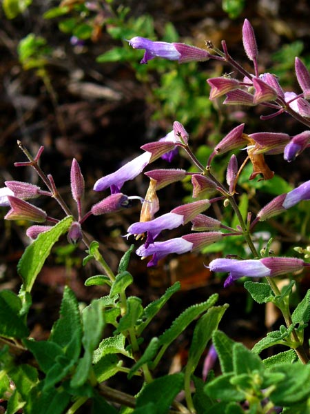 Salvia semiatrata