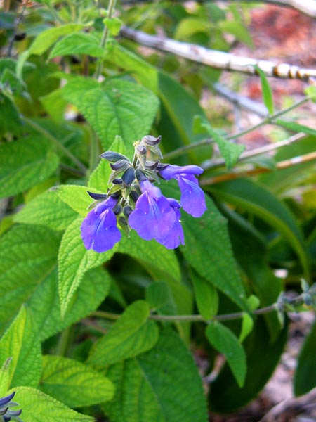 Salvia urica