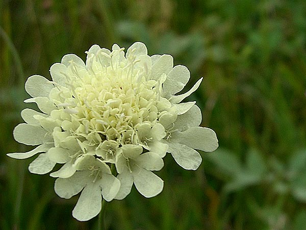 Scabiosa ochroleuca