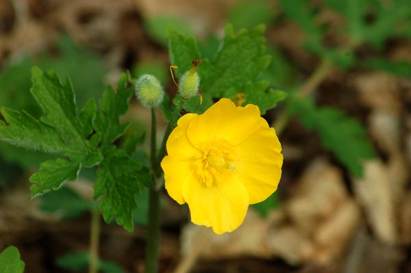 Stylophorum diphyllum