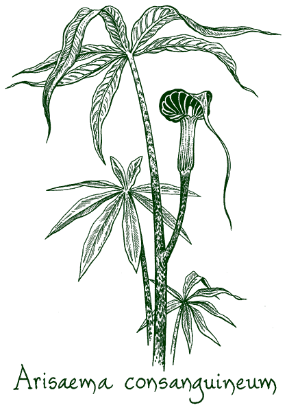 Arisaema consanguineum