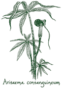 <i>Arisaema consanguineum</i>