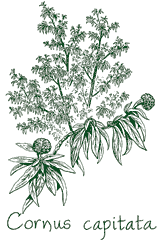 <i>Cornus capitata</i>