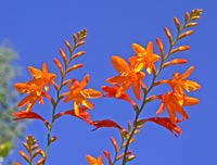 Crocosmia