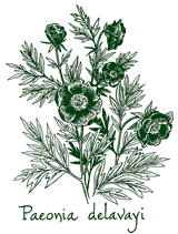 <i>Paeonia delavayi</i>