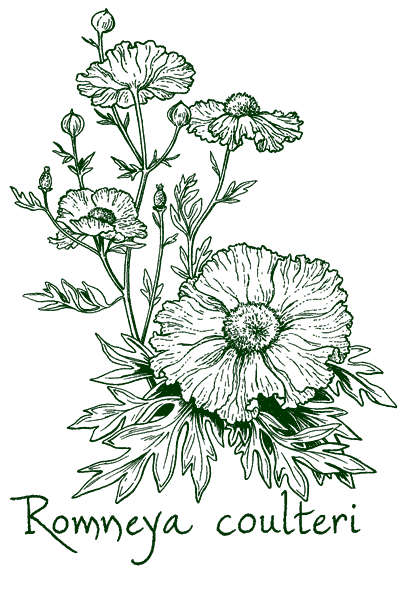 Romneya coulteri