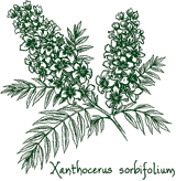<i>Xanthoceras sorbifolium</i>