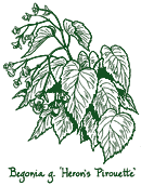 <i>Begonia grandis</i> ‘Herons Pirouette’