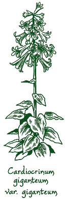 <i>Cardiocrinum giganteum</i> var. <i>yunnanense</i>