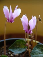 Cyclamen