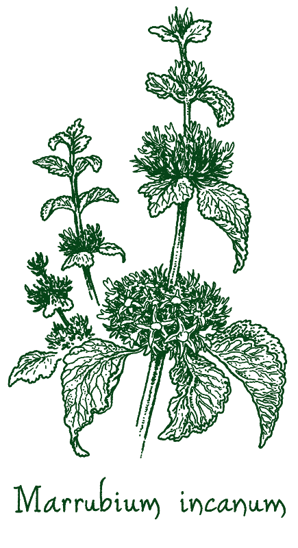 Marrubium incanum