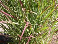 Panicum