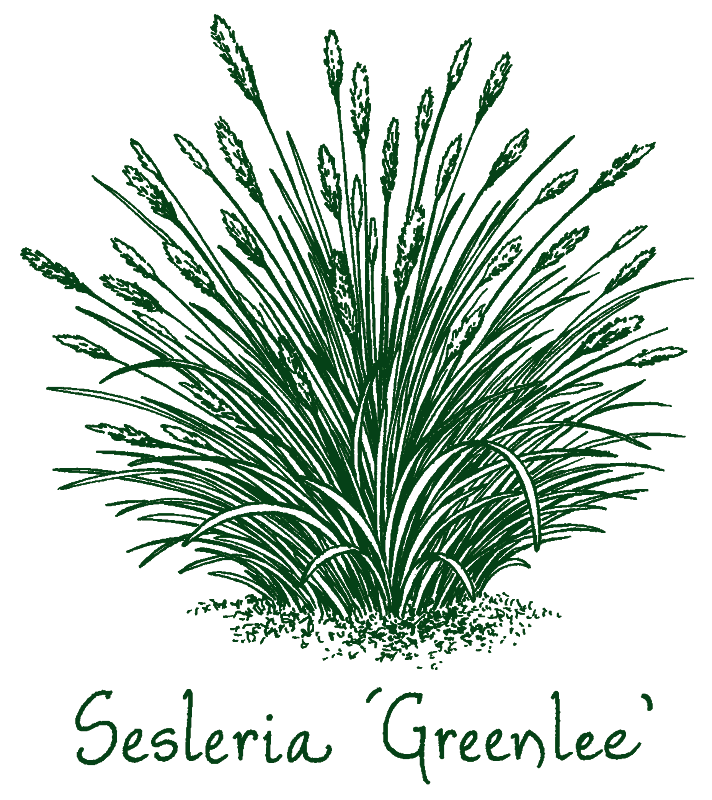 Sesleria ‘Greenlee’