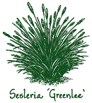 <i>Sesleria</i> ‘Greenlee’