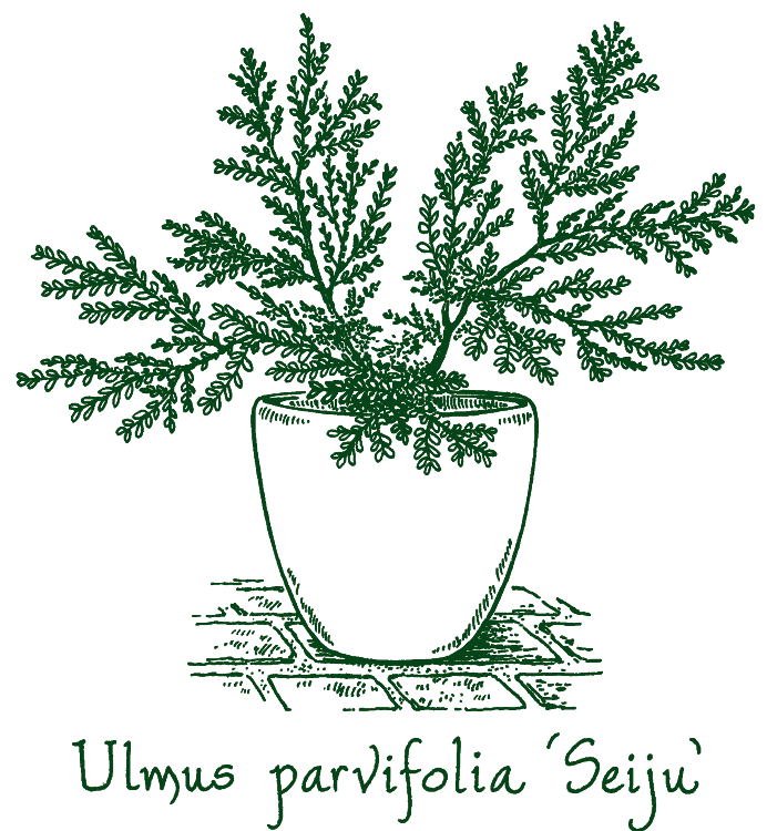 Ulmus parvifolia ‘Seiju’