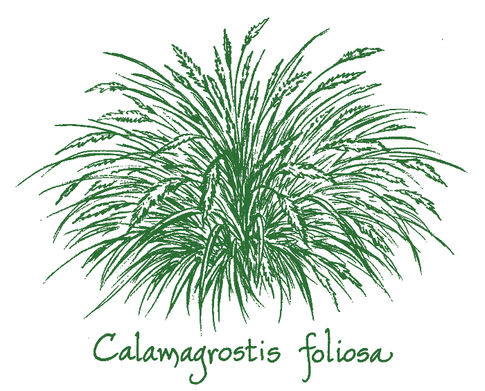 Calamagrostis foliosa