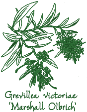 <i>Grevillea victoriae</i> ‘Marshall Olbrich’