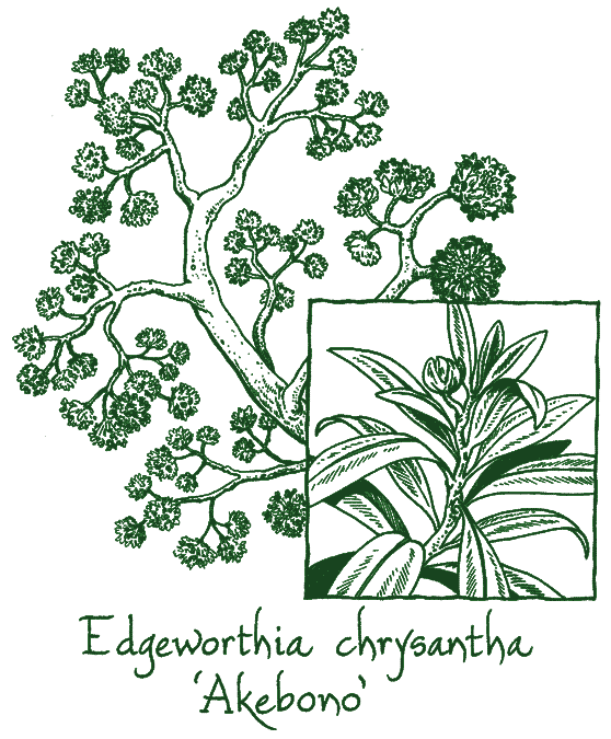 Edgeworthia chrysantha ‘Akebono’