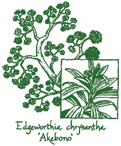 <i>Edgeworthia chrysantha</i> ‘Akebono’