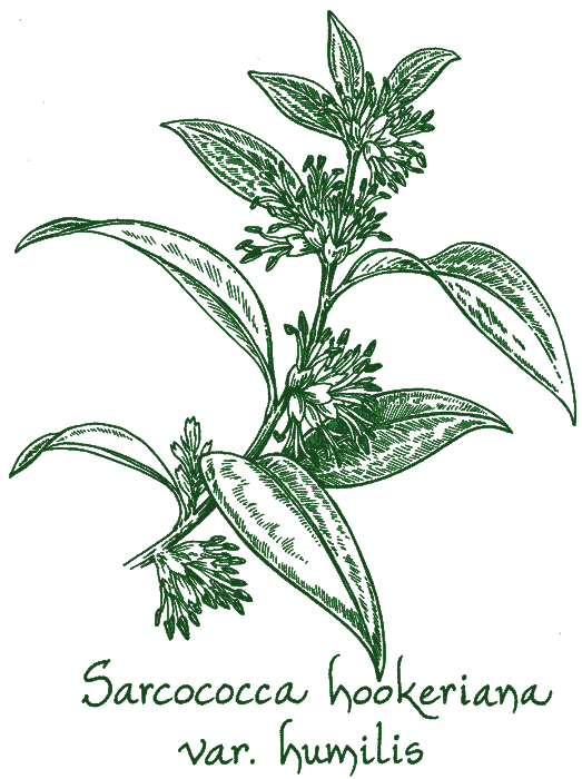 Sarcococca hookeriana