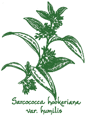 <i>Sarcococca hookeriana</i> ssp. <i>var. humilis</i>