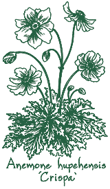 <i>Anemone hupehensis</i> ‘Crispa’