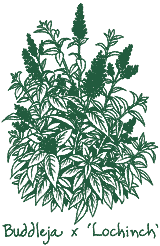 <i>Buddleja</i> x ‘Lochinch’