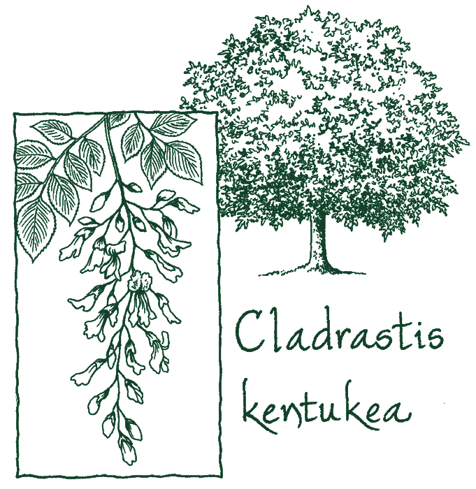 Cladrastis kentukea