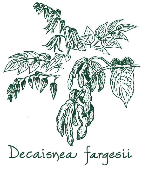 Decaisnea fargesii