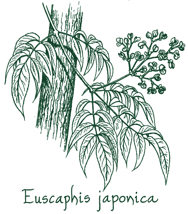 Euscaphis japonica