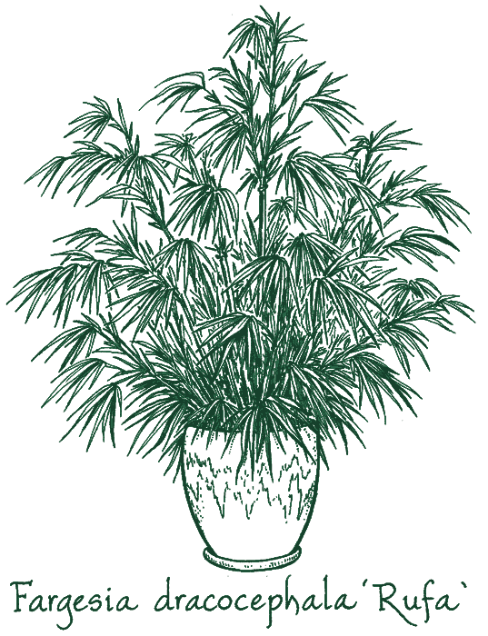 Fargesia dracocephala ‘Rufa’