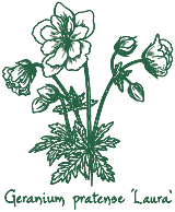 <i>Geranium pratense</i> ‘Laura’