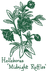 <i>Helleborus</i> ‘Midnight Ruffles’