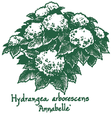 <i>Hydrangea arborescens</i> ‘Annabelle’