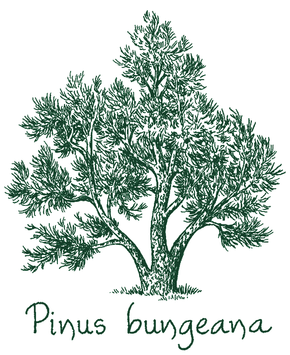 Pinus bungeana