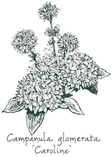 <i>Campanula glomerata</i> ‘Caroline’