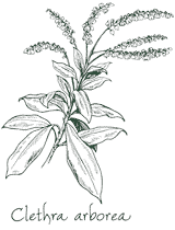 <i>Clethra arborea</i>