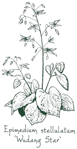 <i>Epimedium stellulatum</i> ‘Wudang Star’