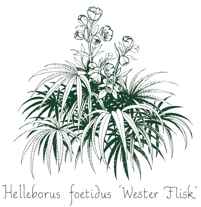 Helleborus foetidus ‘Wester Flisk’