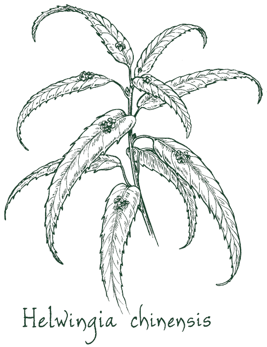 Helwingia chinensis