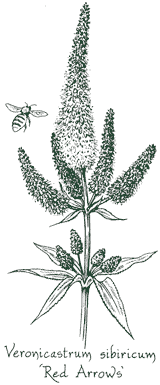 <i>Veronicastrum sibiricum</i> ‘Red Arrows’