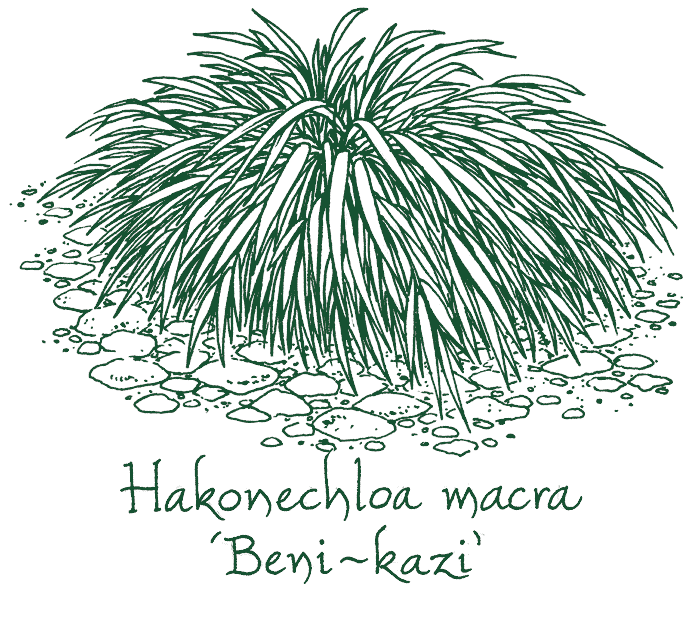 Hakonechloa macra ‘Beni-kaze’
