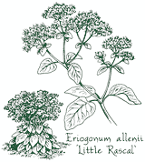 <i>Eriogonum allenii</i> ‘Little Rascal’