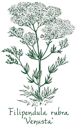 <i>Filipendula rubra</i> ‘Venusta’