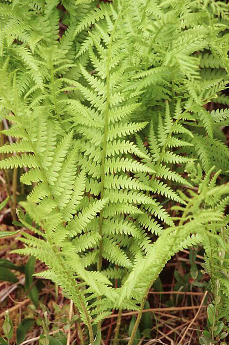 Osmunda cinnamomea