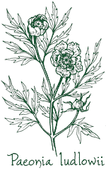 <i>Paeonia ludlowii</i>