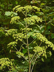 <i>Peucedanum verticillare</i>