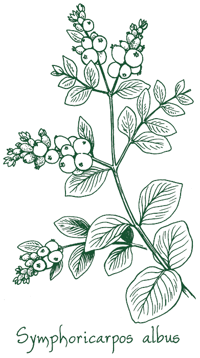 Symphoricarpos albus