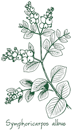 <i>Symphoricarpos albus</i>